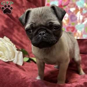 Taffy, Pug Puppy