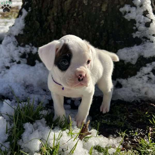 Natalie, Boxer Puppy