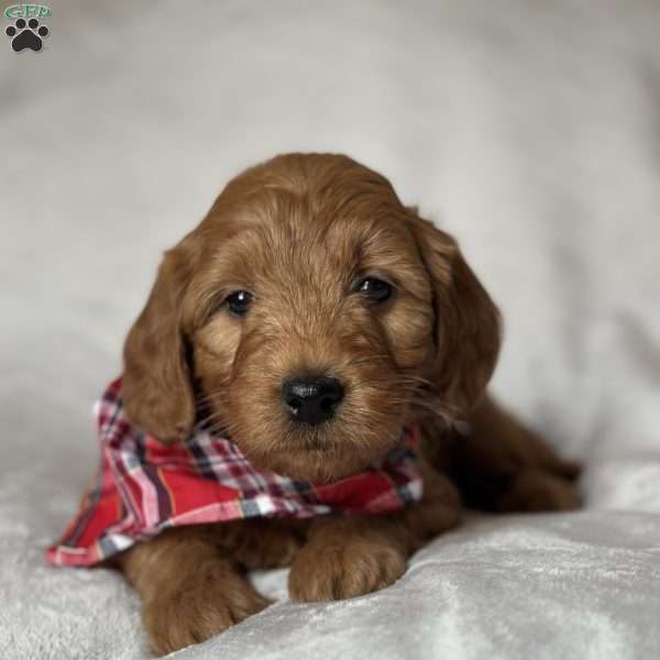 HAWK, Mini Goldendoodle Puppy