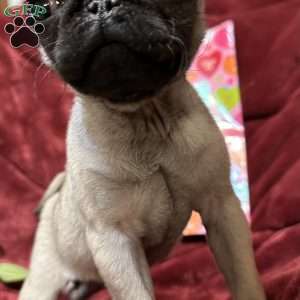 Taffy, Pug Puppy