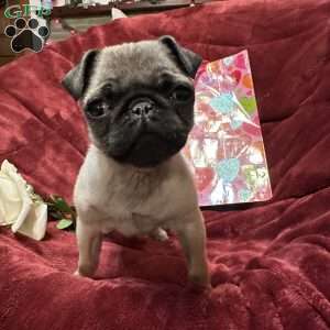 Taffy, Pug Puppy