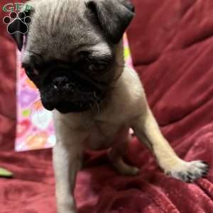 Taffy, Pug Puppy