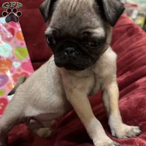 Taffy, Pug Puppy