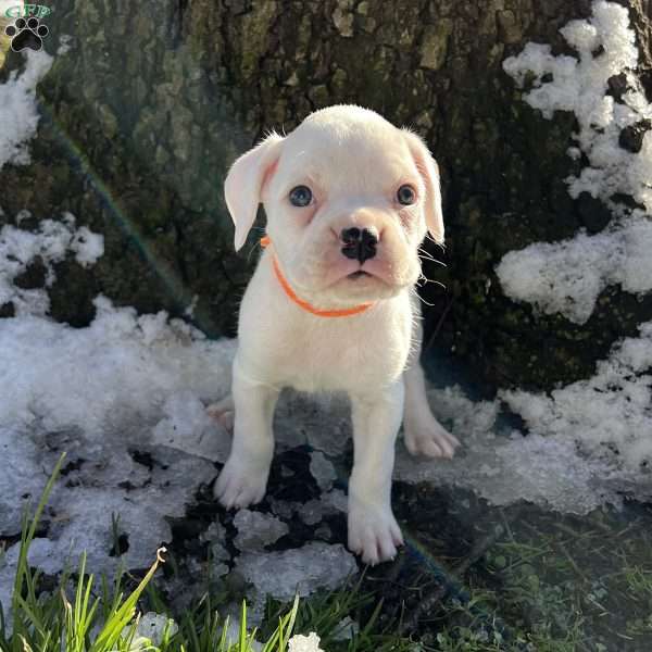 Nena, Boxer Puppy