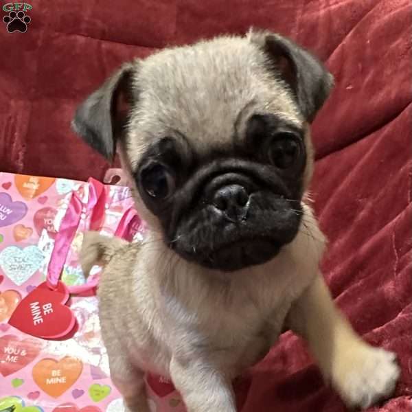 Turbo, Pug Puppy