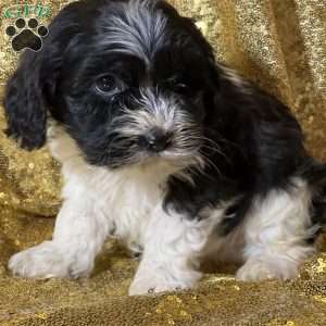 Tiger, Cockapoo Puppy