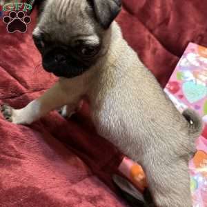 Turbo, Pug Puppy