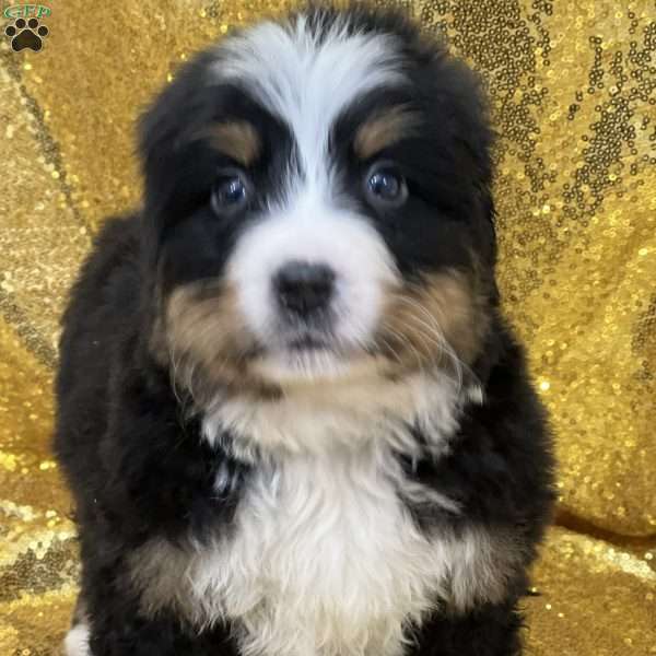 Star, Bernese Mountain Dog Puppy