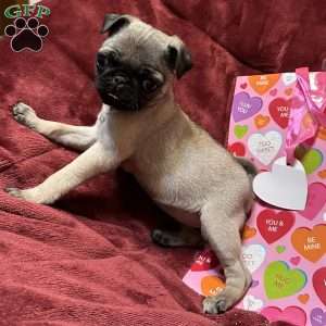 Taffy, Pug Puppy