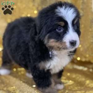 Star, Bernese Mountain Dog Puppy