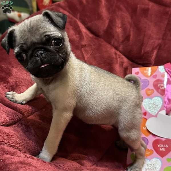 Taffy, Pug Puppy