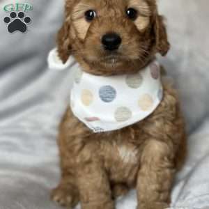 RHODES, Mini Goldendoodle Puppy