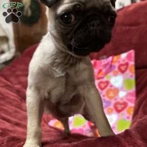 Taffy, Pug Puppy