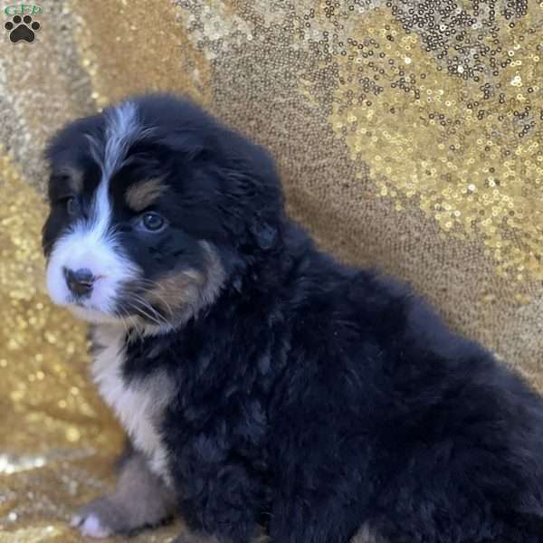 Suki, Bernese Mountain Dog Puppy