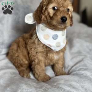 RHODES, Mini Goldendoodle Puppy