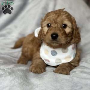 RHODES, Mini Goldendoodle Puppy