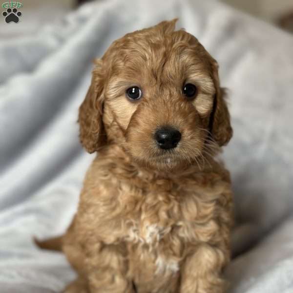 RHODES, Mini Goldendoodle Puppy