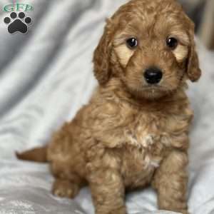 RHODES, Mini Goldendoodle Puppy