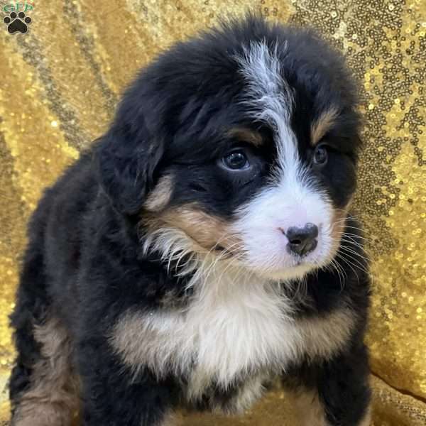 Sophie, Bernese Mountain Dog Puppy