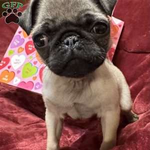 Taffy, Pug Puppy