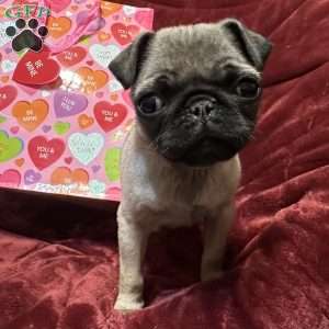 Taffy, Pug Puppy