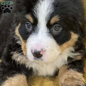 Shortcake, Bernese Mountain Dog Puppy