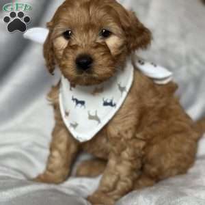 EZRI, Mini Goldendoodle Puppy