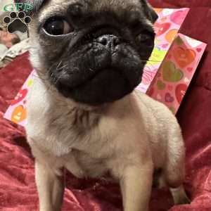 Taffy, Pug Puppy