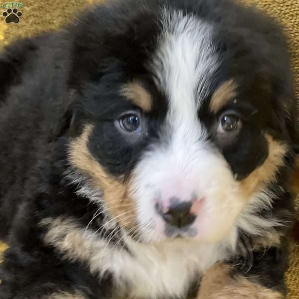 Shortcake, Bernese Mountain Dog Puppy