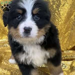 Sierra, Bernese Mountain Dog Puppy