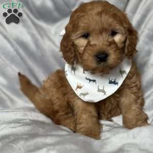 EZRI, Mini Goldendoodle Puppy