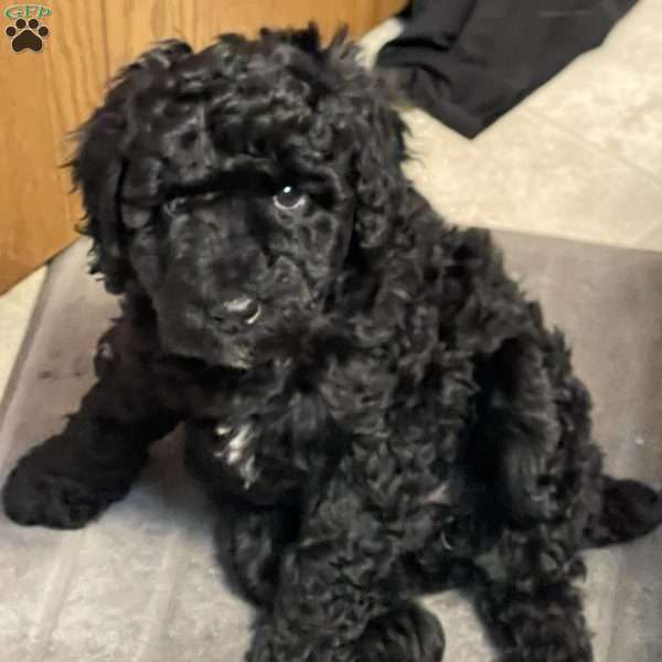 Twinkle, Standard Poodle Puppy