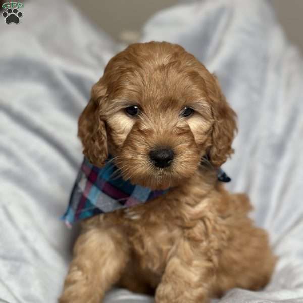 EZRI, Mini Goldendoodle Puppy