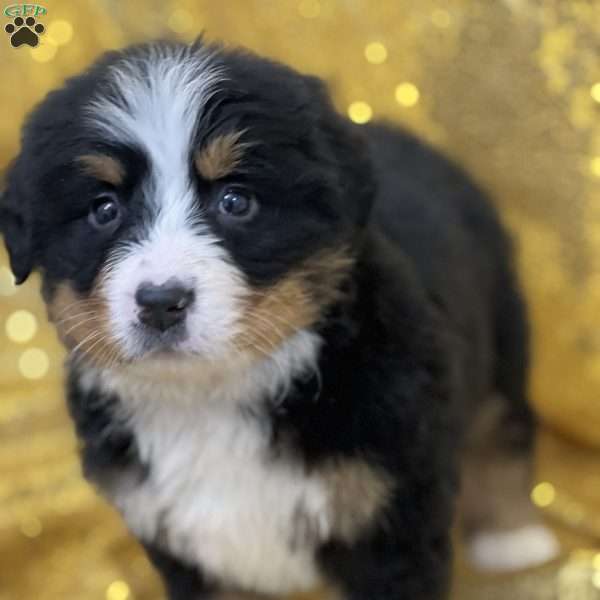 Sierra, Bernese Mountain Dog Puppy