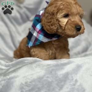 EZRI, Mini Goldendoodle Puppy