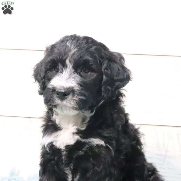 Bentley, Portuguese Water Dog Puppy