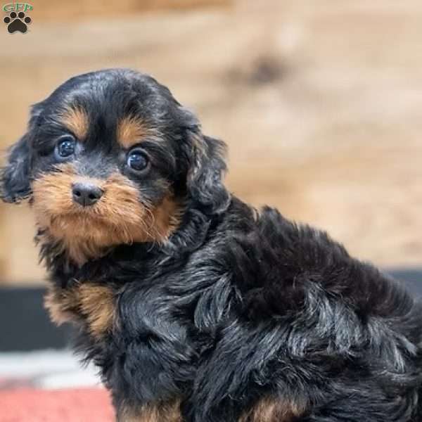 Bolt, Cavapoo Puppy