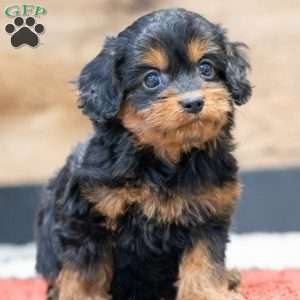 Bolt, Cavapoo Puppy