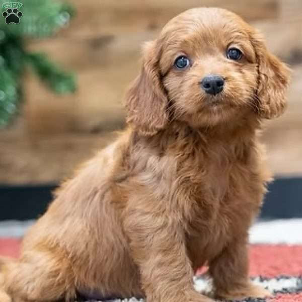 Regina, Cavapoo Puppy