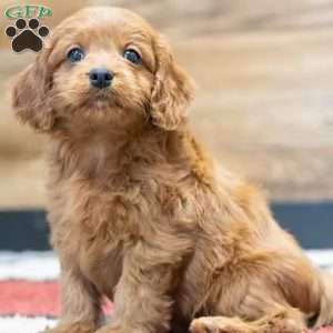 Regina, Cavapoo Puppy