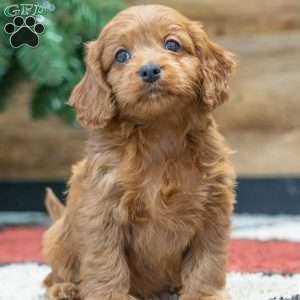 Regina, Cavapoo Puppy