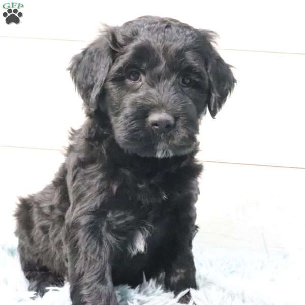 Max, Portuguese Water Dog Puppy