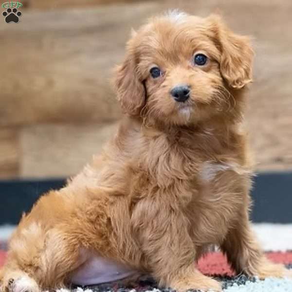 Rosebud, Cavapoo Puppy