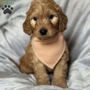 TRIPP, Mini Goldendoodle Puppy