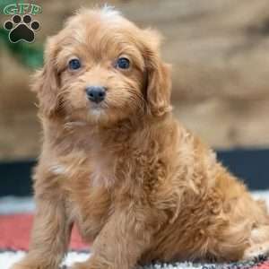 Rosebud, Cavapoo Puppy