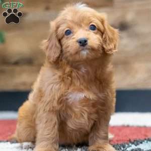 Rosebud, Cavapoo Puppy