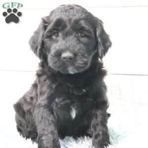 Max, Portuguese Water Dog Puppy