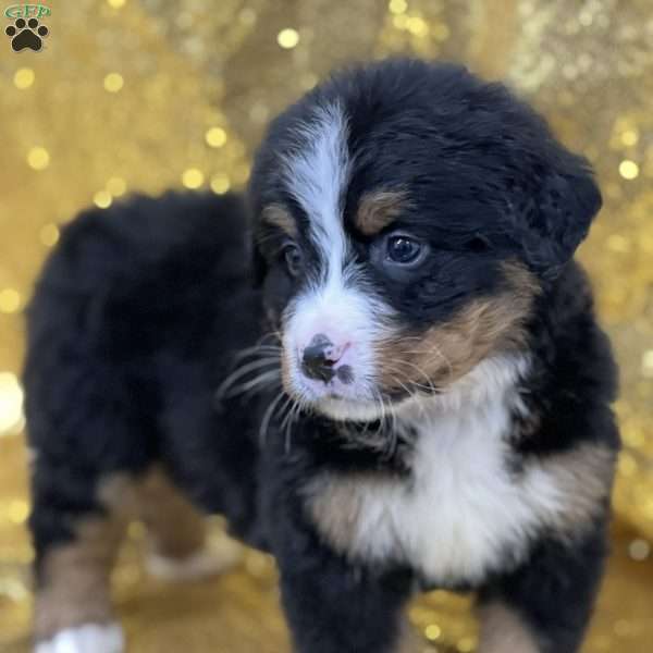 Scotty, Bernese Mountain Dog Puppy