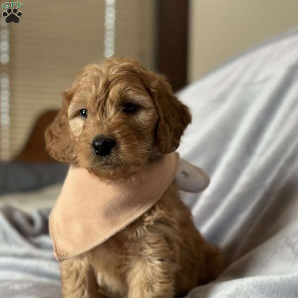 TRIPP, Mini Goldendoodle Puppy