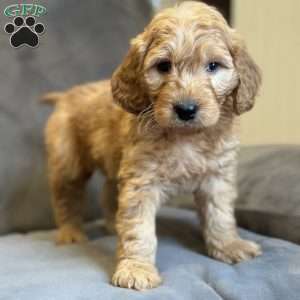 TRIPP, Mini Goldendoodle Puppy